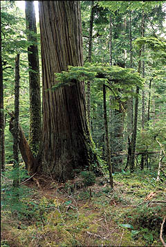 Big old tree