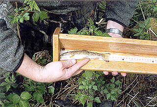 Measure the fish
