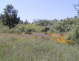  restored meadow 