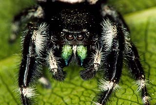  daring jumping spider 
